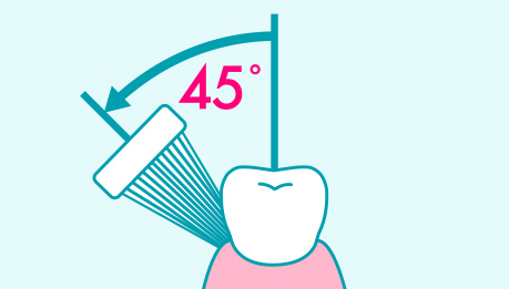 歯と歯ぐきの境目は45度の角度であててください。歯は複雑な形をしているので、ハブラシの毛先が歯の表面にきちんとあたるように角度を工夫しましょう。