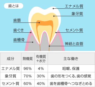 歯とは、エナメル質（無機質：96%｜有機質＋水分：4%｜主な働き：咀嚼、保護）、象牙質（無機質：70%｜有機質＋水分：30%｜主な働き：歯の形をつくる、歯の感覚）、セメント質（無機質：60%｜有機質＋水分：40%｜主な働き：歯を歯槽骨へつなぎとめる）、神経と血管、歯髄、歯茎、歯槽骨で構成されています。